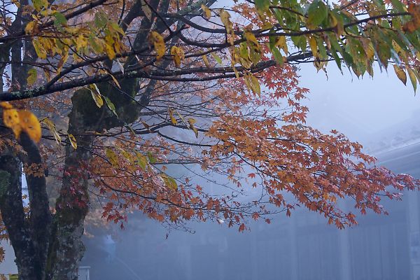 立里荒神社から高野龍神スカイラインの紅葉 風花の日記 立里荒神社から高野龍神スカイラインの紅葉 風花の日記
