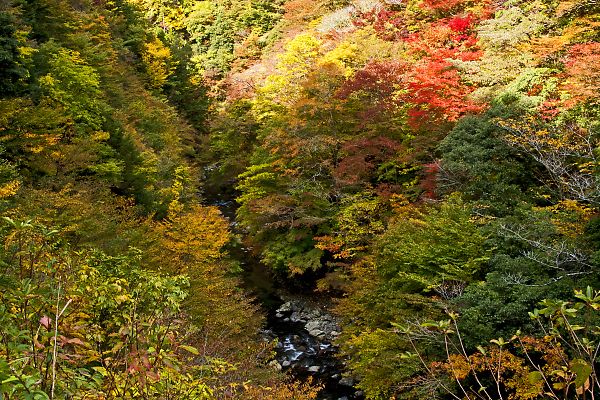 立里荒神社から高野龍神スカイラインの紅葉 風花の日記 立里荒神社から高野龍神スカイラインの紅葉 風花の日記