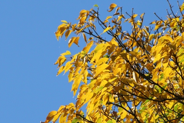 すみればの紅葉情報_b0049307_160289.jpg