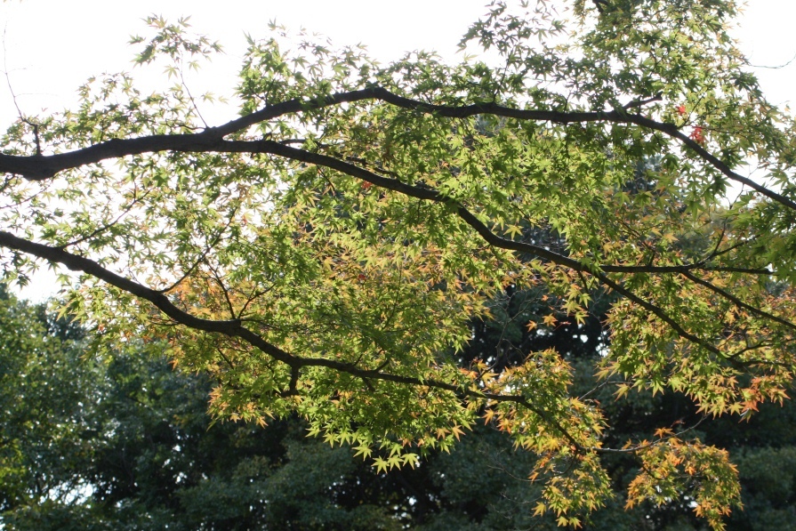 すみればの紅葉情報_b0049307_16244540.jpg