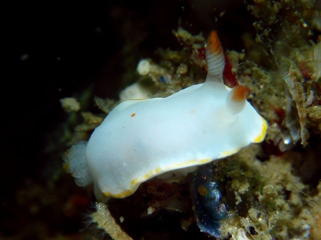 d0175710_20521567.jpg