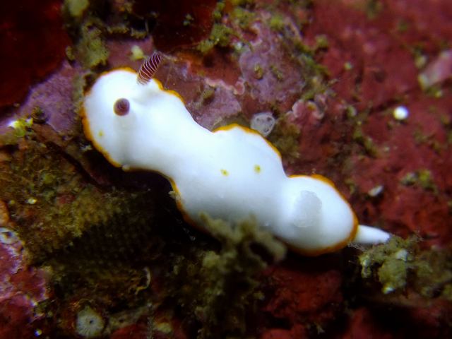 d0175710_2052313.jpg