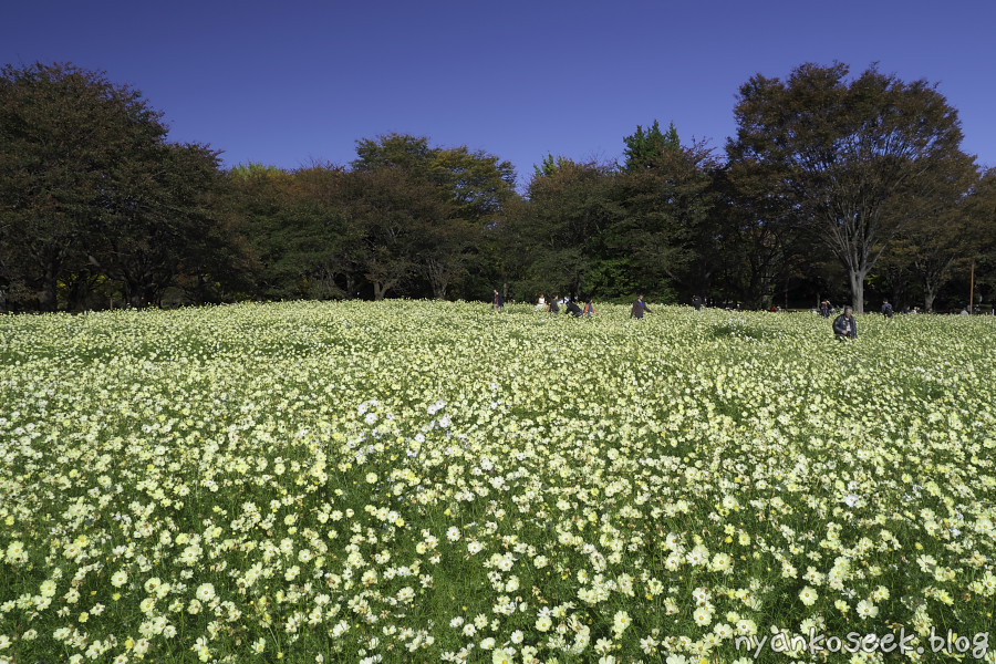 昭和記念公園に行ってきた_e0112910_19162457.jpg