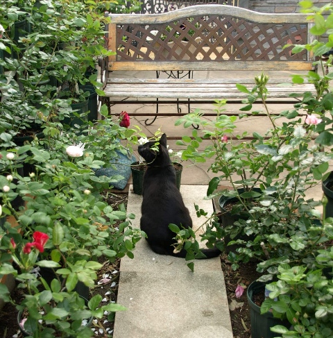 鉢の庭から薔薇と宿根草の庭へ Rose Basket