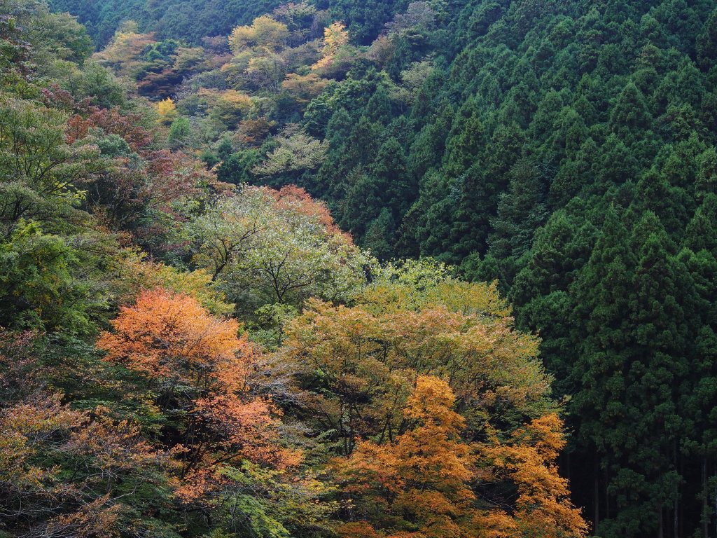 d0192516_11171330.jpg