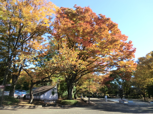 秋晴れ！東京の休日_d0221319_21103790.jpg