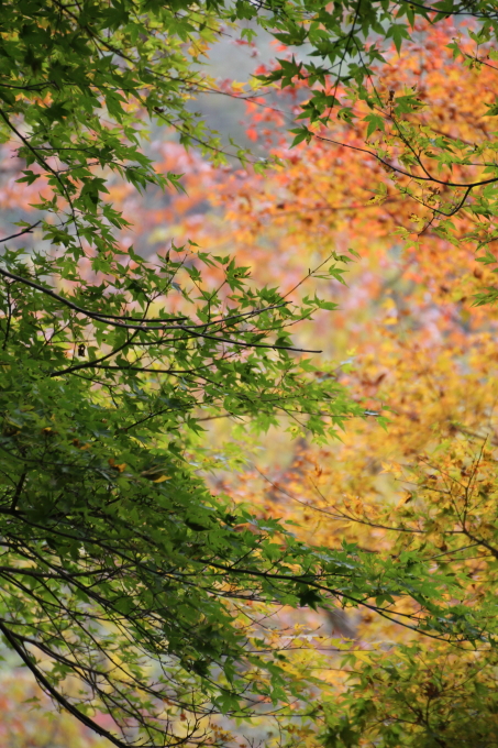 毎年恒例、かかしツアー！ですが・・・　－紅葉満喫編－_d0140234_19124265.jpg