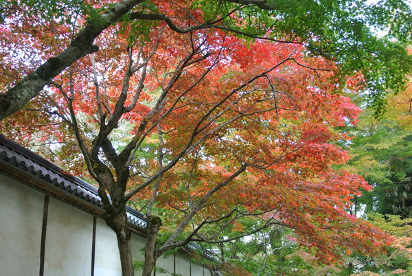 嵯峨野の紅葉_d0170835_2221646.jpg