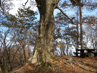 初冬の犬ヶ岳を歩く_e0272335_985953.jpg