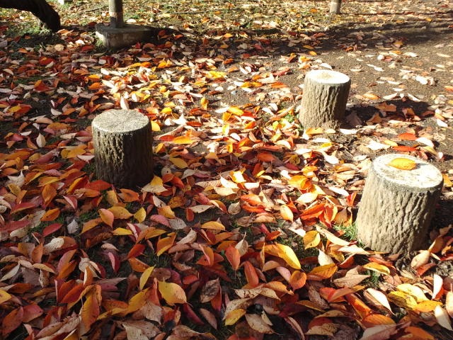 秋の公園清掃♪_c0117239_11383494.jpg