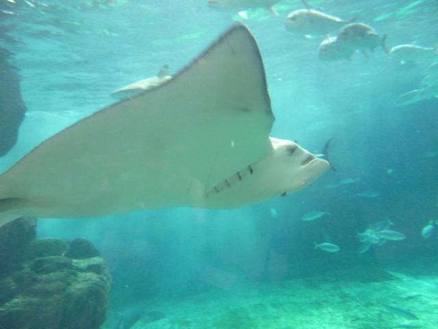 神戸市立須磨水族館で童心に帰って、_a0170045_1381856.jpg