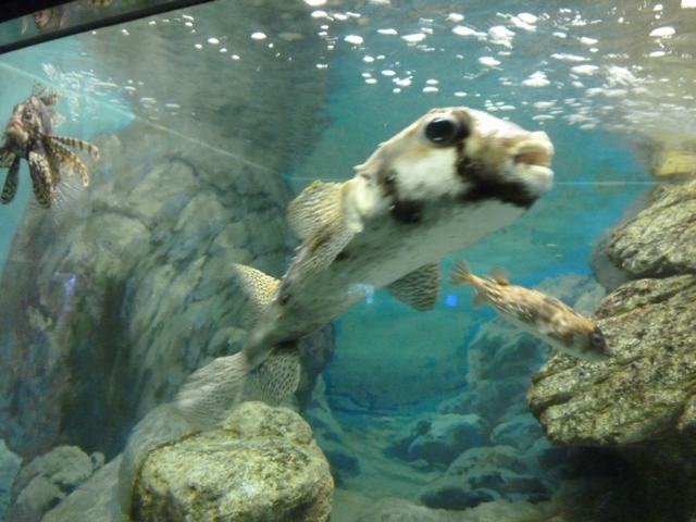 神戸市立須磨水族館で童心に帰って、_a0170045_1391971.jpg