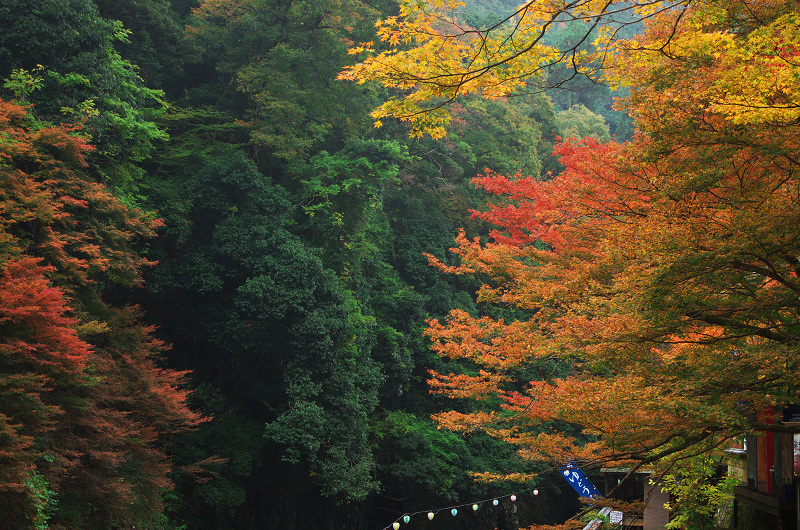 Opening！2012年京都の紅葉（神護寺・門前編）_f0155048_23232736.jpg