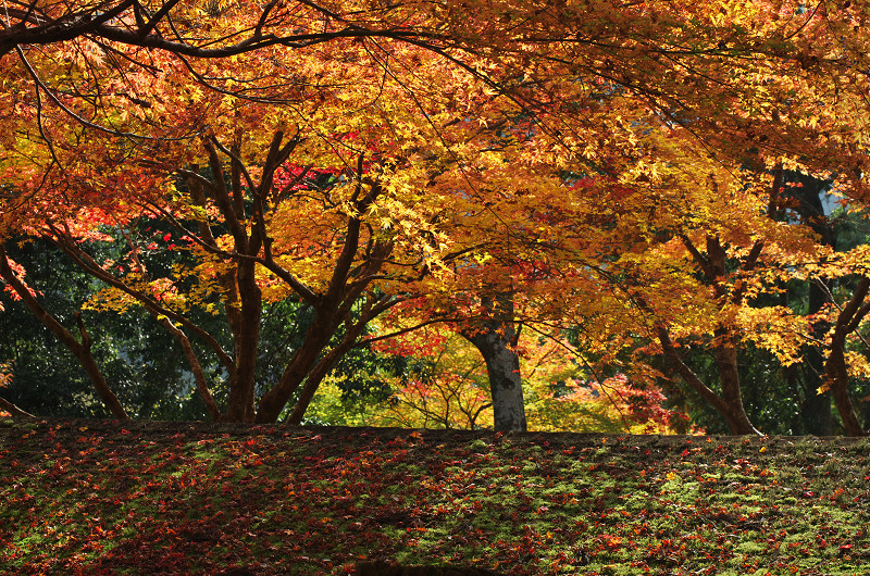 Opening！2012年京都の紅葉（神護寺・門前編）_f0155048_23252918.jpg