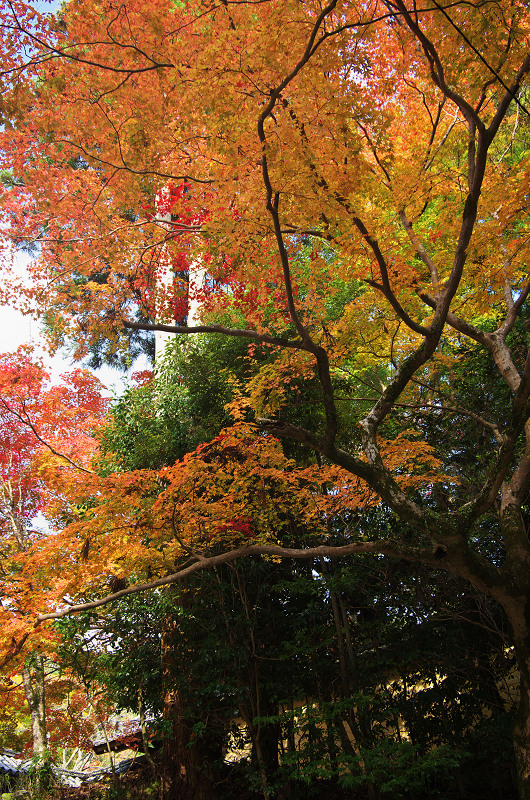 Opening！2012年京都の紅葉（神護寺・門前編）_f0155048_2325456.jpg
