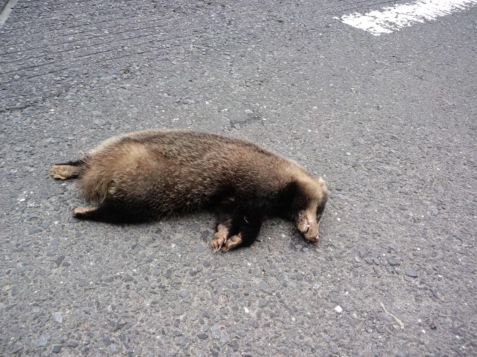 アナグマの交通事故 Beachmollusc ひむかのハマグリ