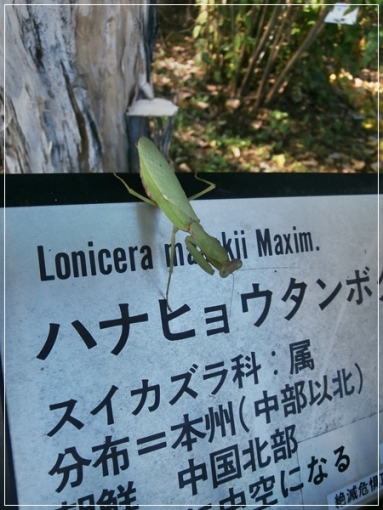                                                       都立薬用植物園　　１１月９日_d0075453_7124641.jpg