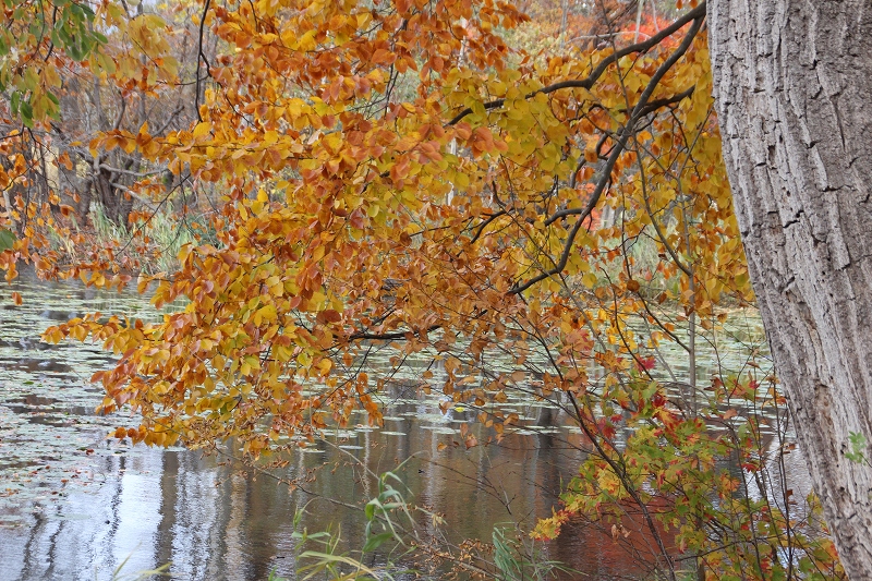 11月4日　大沼公園へ　　小沼の散策　１_b0250154_1031192.jpg