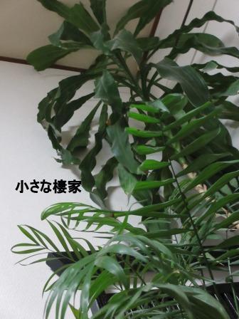 我が家の生き証人、観葉植物がまた・・・_a0243064_0422599.jpg