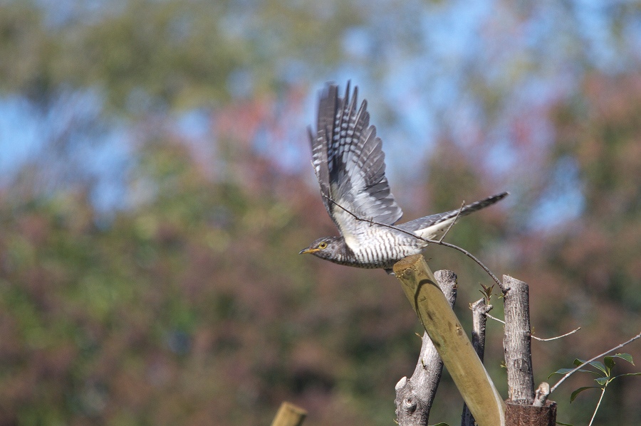 カッコウ?筒鳥でしょう。_a0021270_2055114.jpg