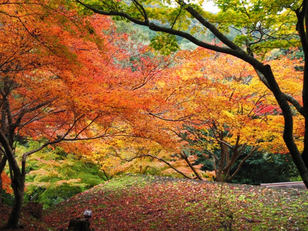 京都　高雄山_c0224470_2185680.jpg