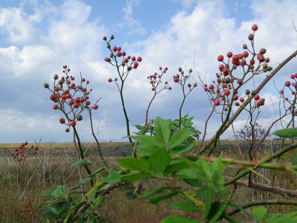 野茨 ﾉｲﾊﾞﾗ の赤い実 自然風の自然風だより