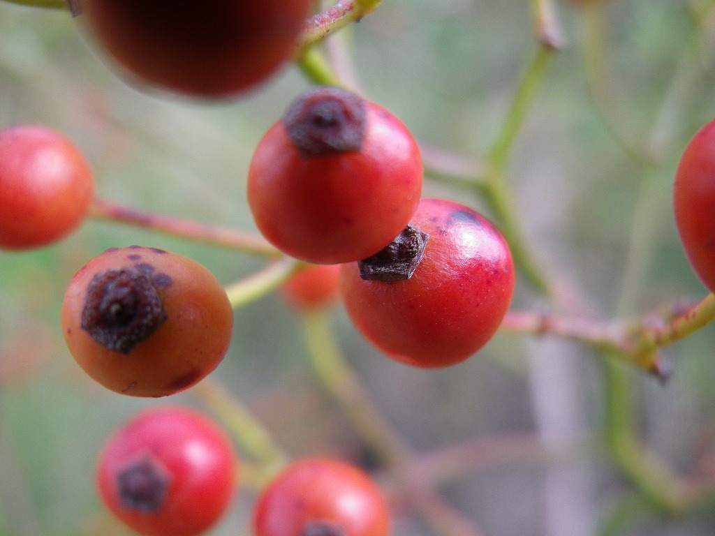 野茨 ﾉｲﾊﾞﾗ の赤い実 自然風の自然風だより