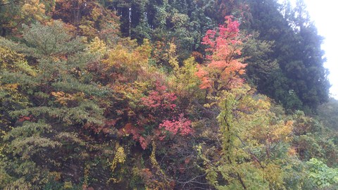 広域農道の紅葉がきれいになってきました。_d0182179_20123881.jpg