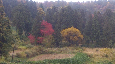 広域農道の紅葉がきれいになってきました。_d0182179_20463472.jpg