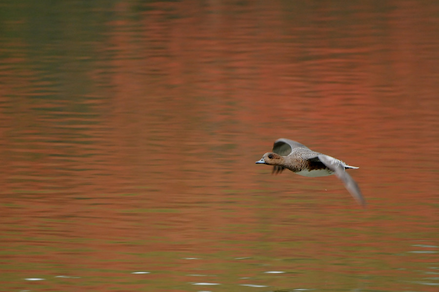 2012 11 09 10 久々の播磨公園巡り_a0143491_2230594.jpg