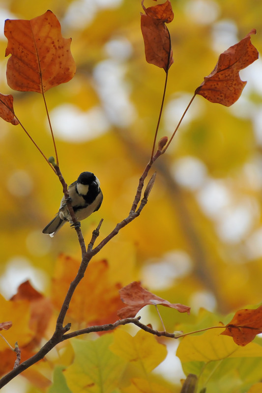 2012 11 09 10 久々の播磨公園巡り_a0143491_22321146.jpg