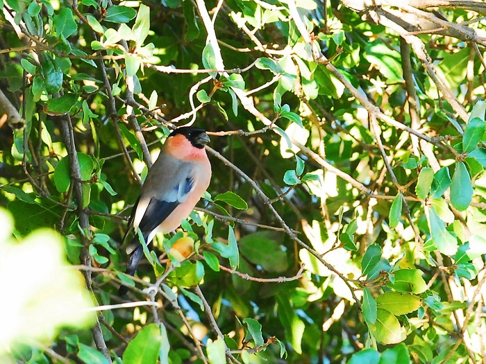 アカウソ（赤鷽）/Bullfinch, Subspecies Rosacea_a0223993_23461278.jpg