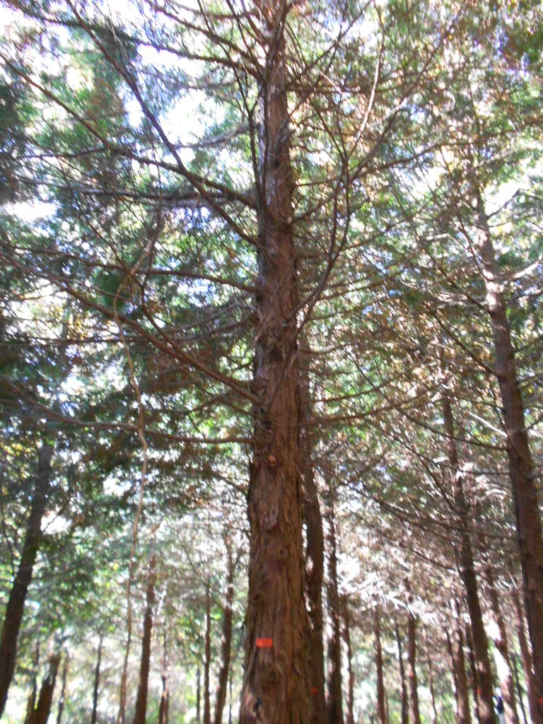 森林枝打ちボランティア_c0066693_135304.jpg