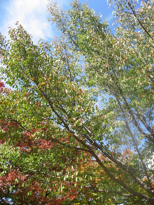 c0204298_08186.jpg