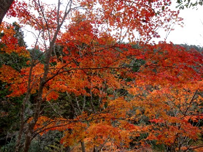 紅葉_a0040103_21215548.jpg