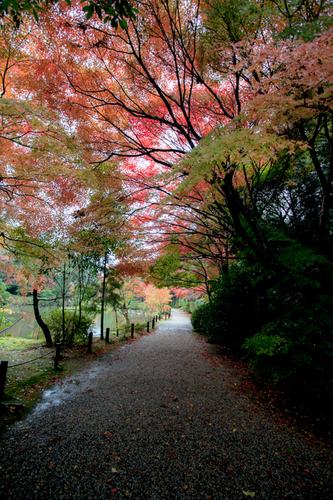 今年の紅葉は円成寺から_c0043403_22172617.jpg