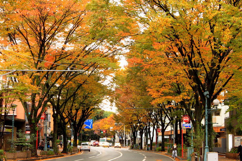近所の紅葉 九州ロマンチック街道 近所の紅葉 九州ロマンチック街道