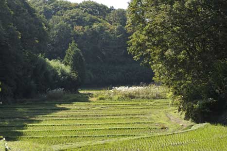 2012年11月4,11日　東京都町田市_c0134805_17184664.jpg