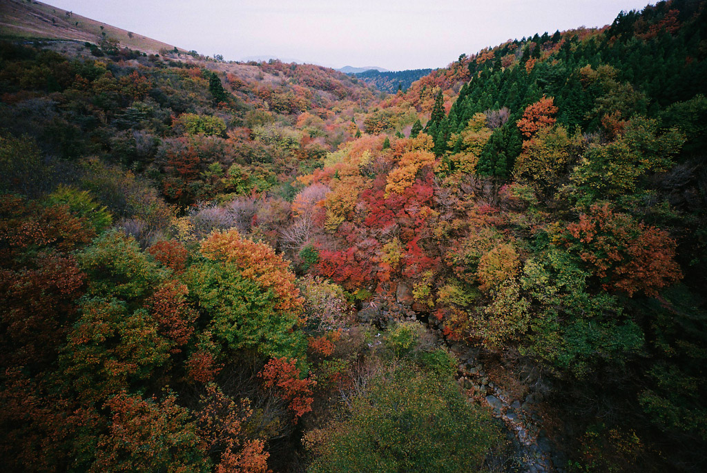 フィルムで黄葉＆紅葉_a0208113_2005090.jpg