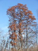 c0173813_16591726.jpg