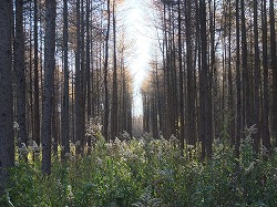 c0173813_1734116.jpg