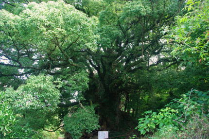 e0099614_013012.jpg