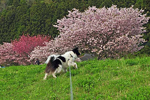 最後の桜_a0094015_31059100.jpg