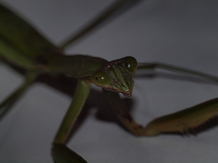 オオカマキリ_c0116915_0322441.jpg