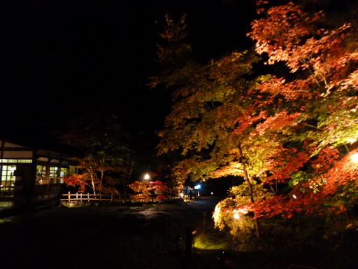 紅葉ノコロ とライトアップ 清水園_e0135219_13185135.jpg