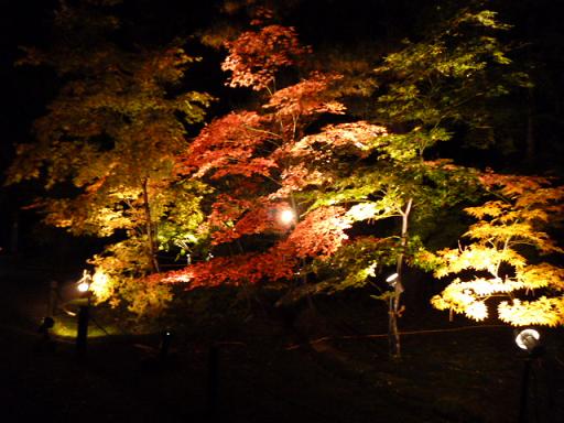 紅葉ノコロ とライトアップ 清水園_e0135219_13213254.jpg