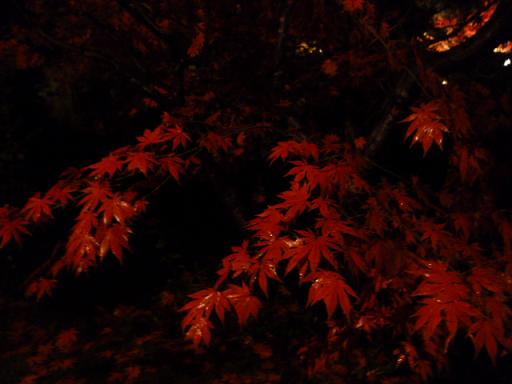 紅葉ノコロ とライトアップ 清水園_e0135219_13255344.jpg