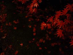 紅葉ノコロ とライトアップ 清水園_e0135219_13293923.jpg