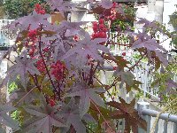 c0133422_0431745.jpg