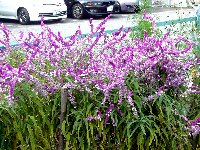 c0133422_043401.jpg